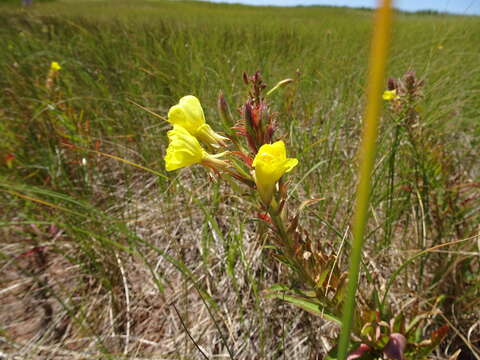 Imagem de Oenothera oakesiana (A. Gray) S. Watson