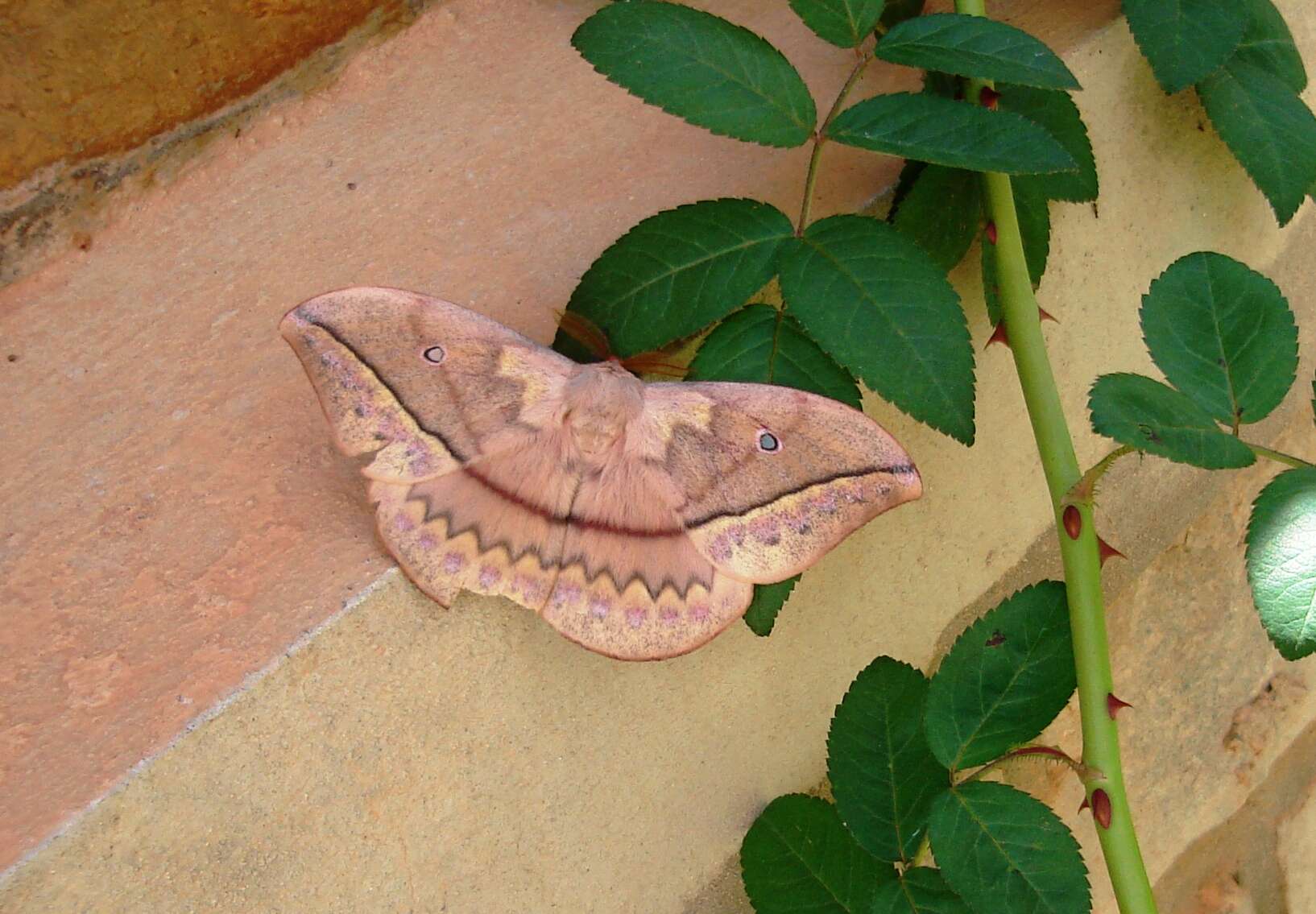 Image of Silkmoths