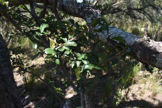 Image of Ruprechtia laxiflora Meisn.