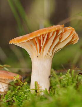 Image of Hygrocybe austropratensis A. M. Young 1999