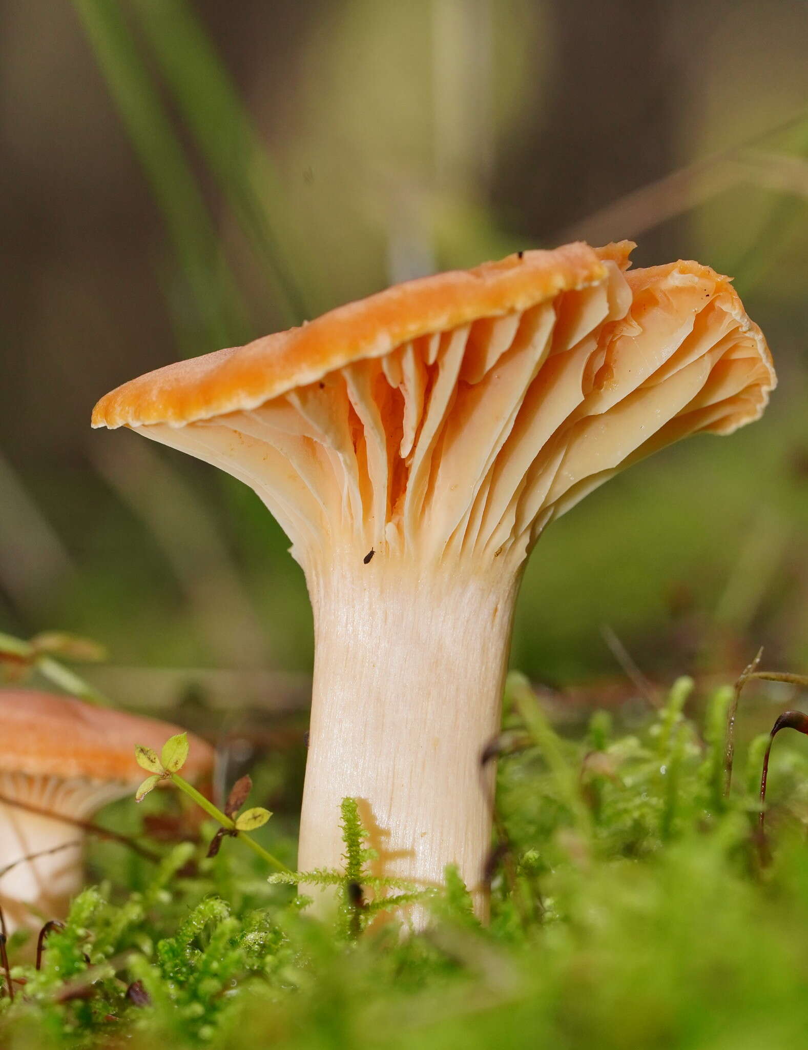 Слика од Hygrocybe austropratensis A. M. Young 1999