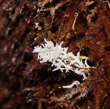 <i>Cordyceps tenuipes</i>的圖片