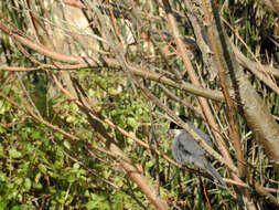 Image de Curruca melanocephala (Gmelin & JF 1789)