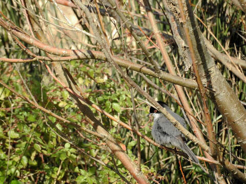 Image of Sardinian Warbler