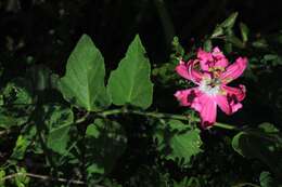 Image of Passiflora sublanceolata (Killip) J. M. Mac Dougal