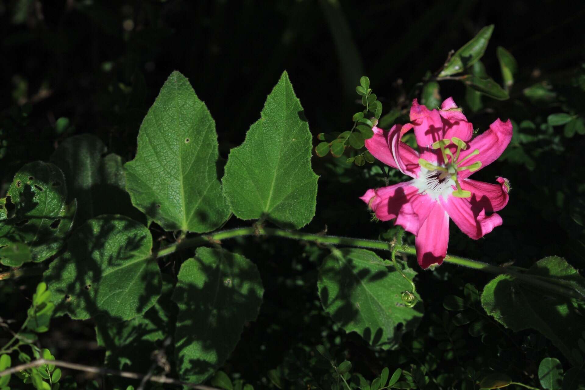 Imagem de Passiflora sublanceolata (Killip) J. M. Mac Dougal