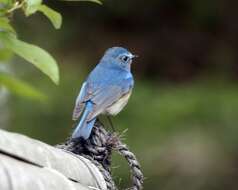 Image of Orange-flanked Bush-Robin