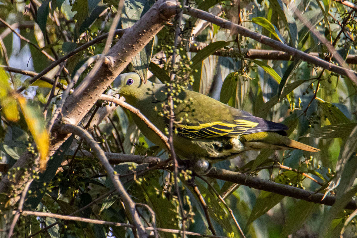 Image of Grey-fronted Green Pigeon