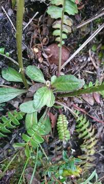 Image of Dorobaea pimpinellifolia (Kunth) B. Nord.