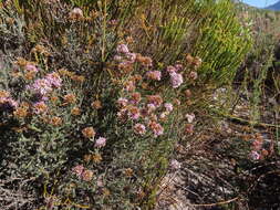 Image of Stoebe fusca (L.) Thunb.