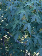 Image of bigleaf maple