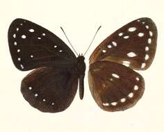 Image of Pantoporia venilia Linnaeus 1758