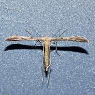 Image of Belfrage's Plume Moth