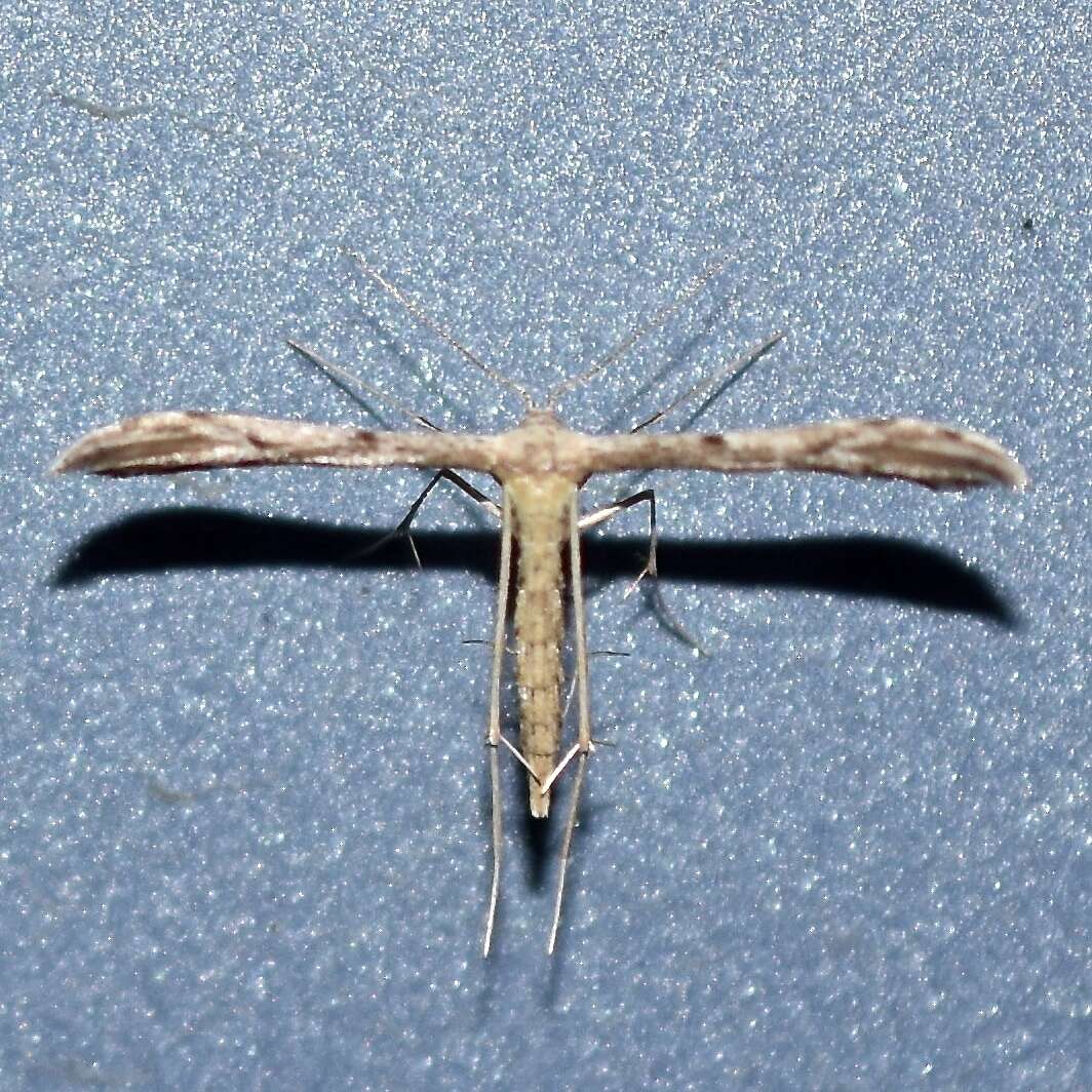 Image of Belfrage's Plume Moth