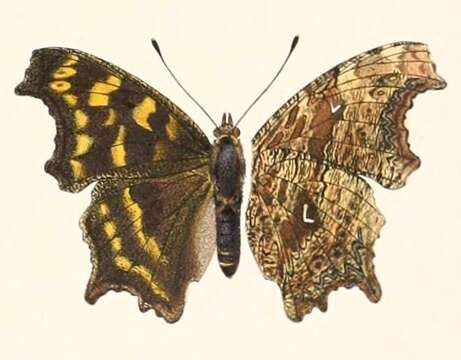 Слика од Polygonia gigantea Leech 1890