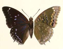 Plancia ëd Charaxes mixtus Rothschild 1894