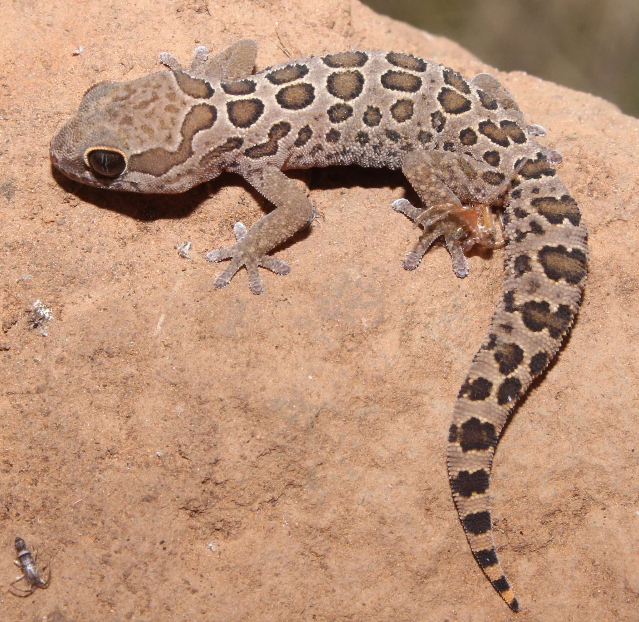 Image of Inland Thick-toed Gecko