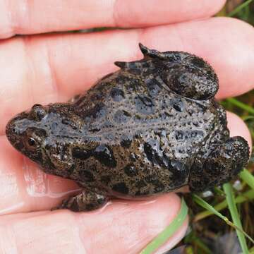 Image of Fire-bellied Toad