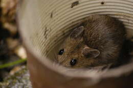 Image of wood mouse, long-tailed field mouse