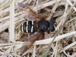 صورة Sericomyia lappona (Linnaeus 1758)