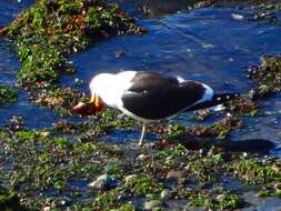 Image of Kelp Gull