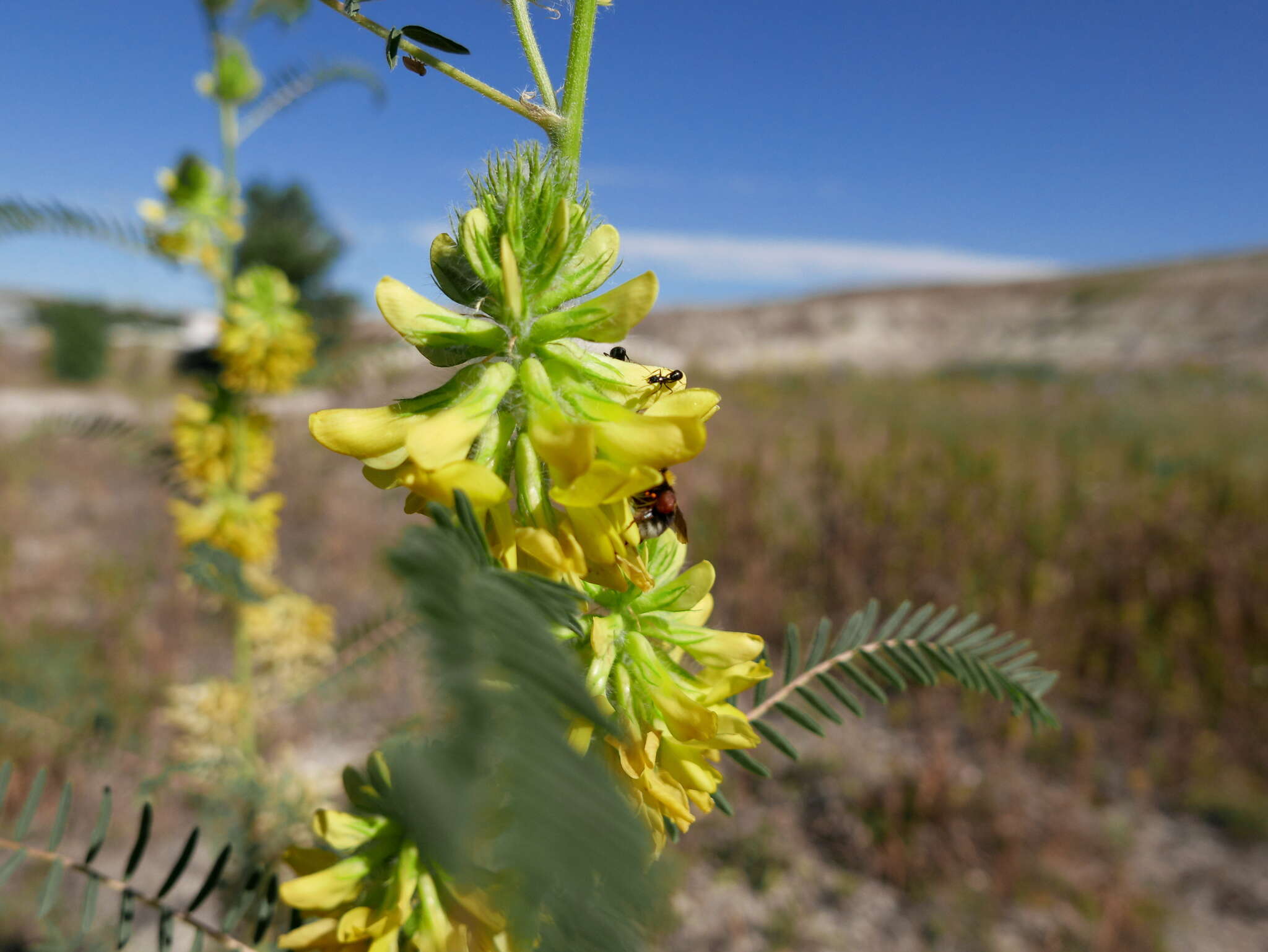 Image of Astragalus alopecuroides L.