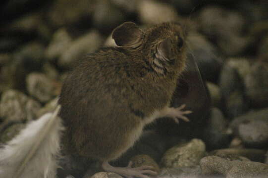 Image of wood mouse, long-tailed field mouse