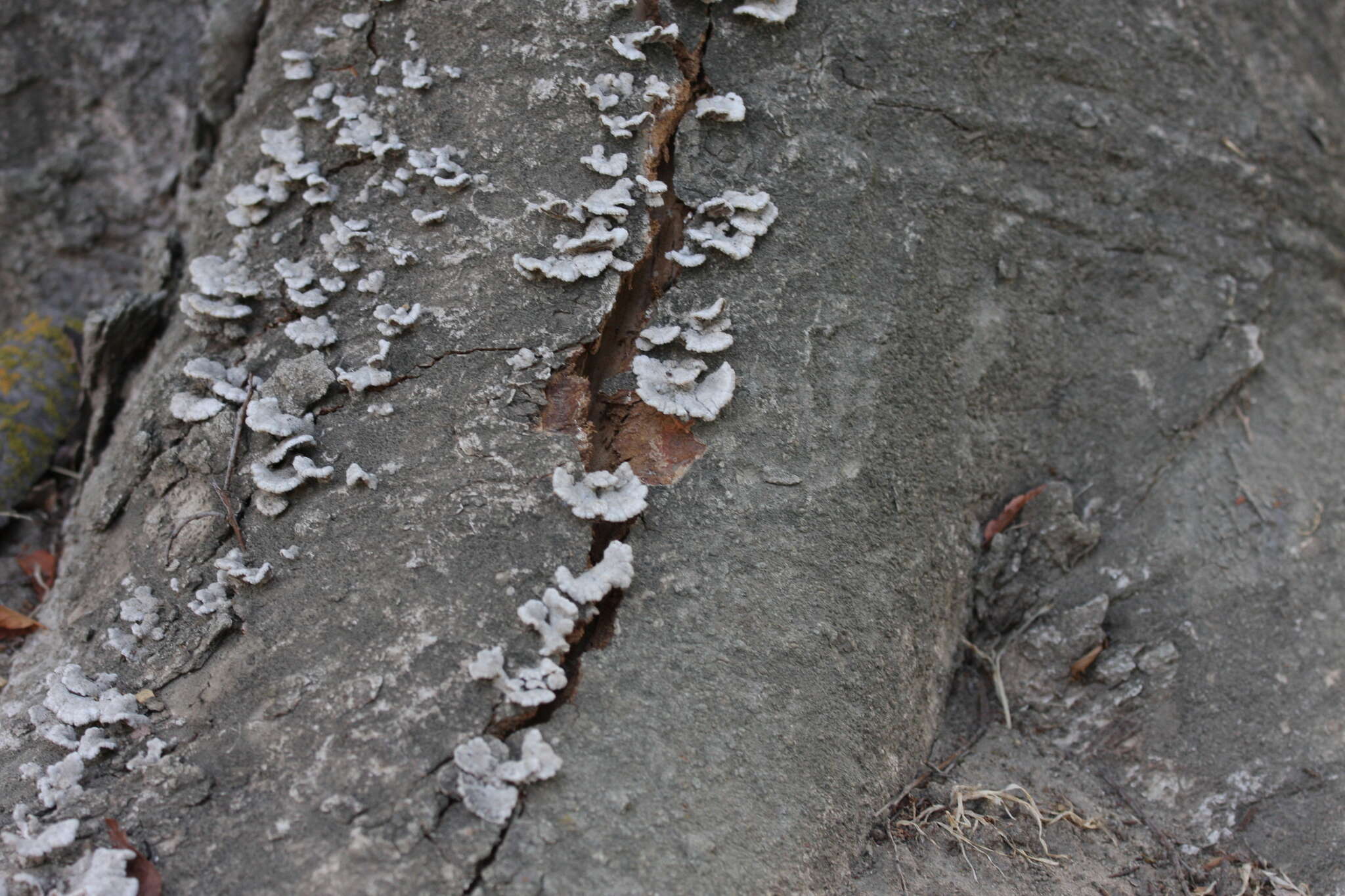 Image of Schizophyllum