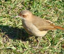 Image of Rufous Hornero