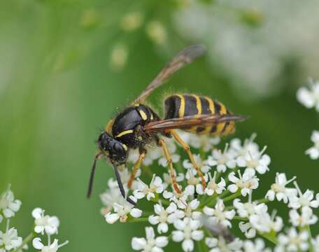 Dolichovespula saxonica (Fabricius 1793)的圖片