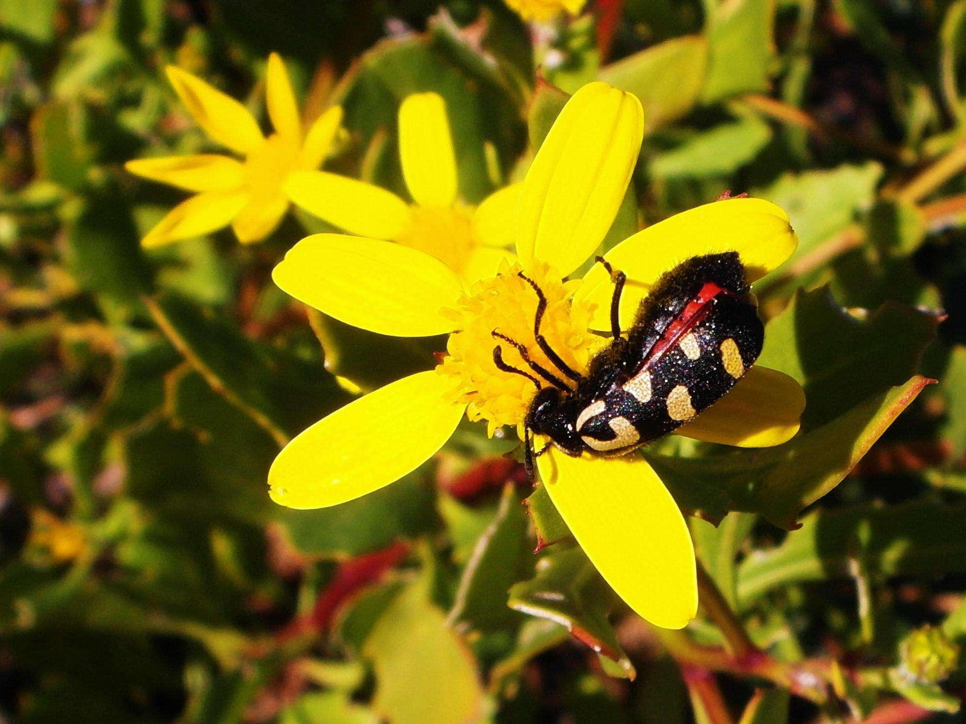 Image of <i>Ceroctis capensis</i>