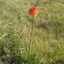 Слика од Kniphofia rooperi (T. Moore) Lem.