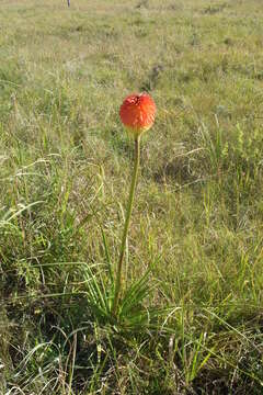 Слика од Kniphofia rooperi (T. Moore) Lem.