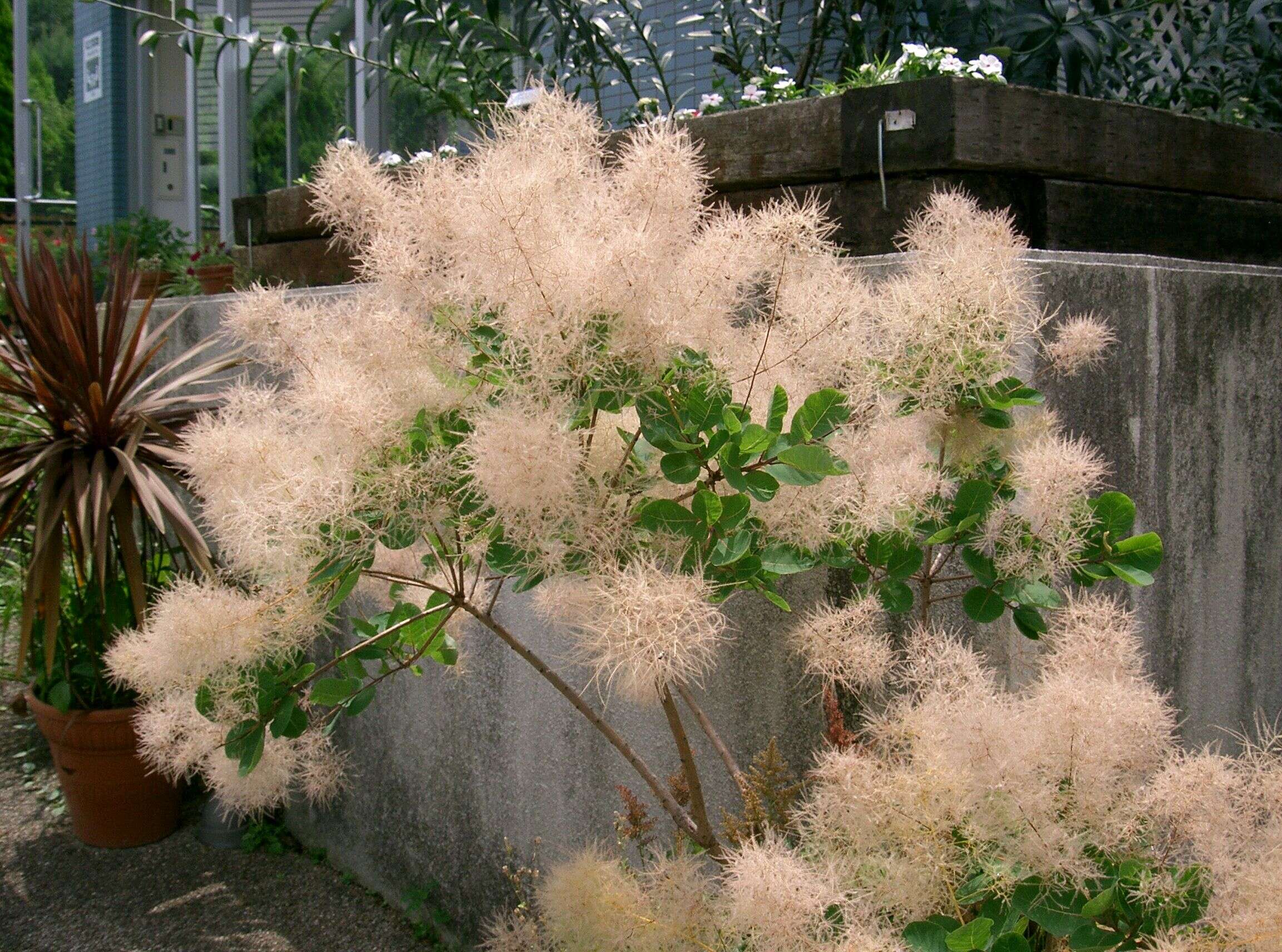 Image of European smoketree