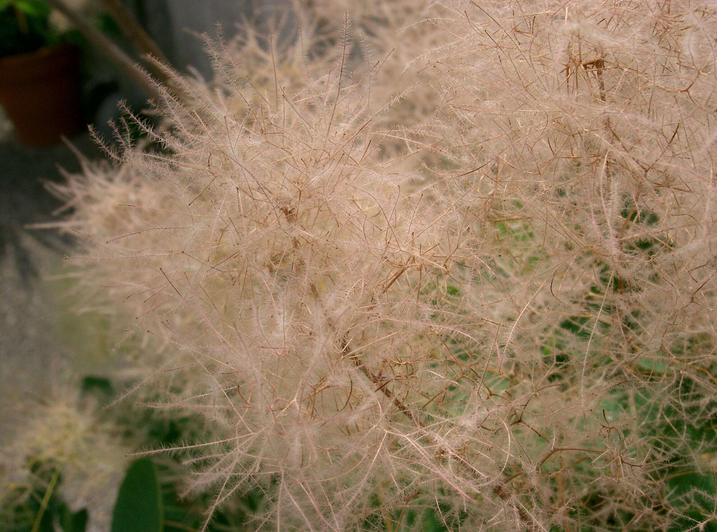 Image of European smoketree