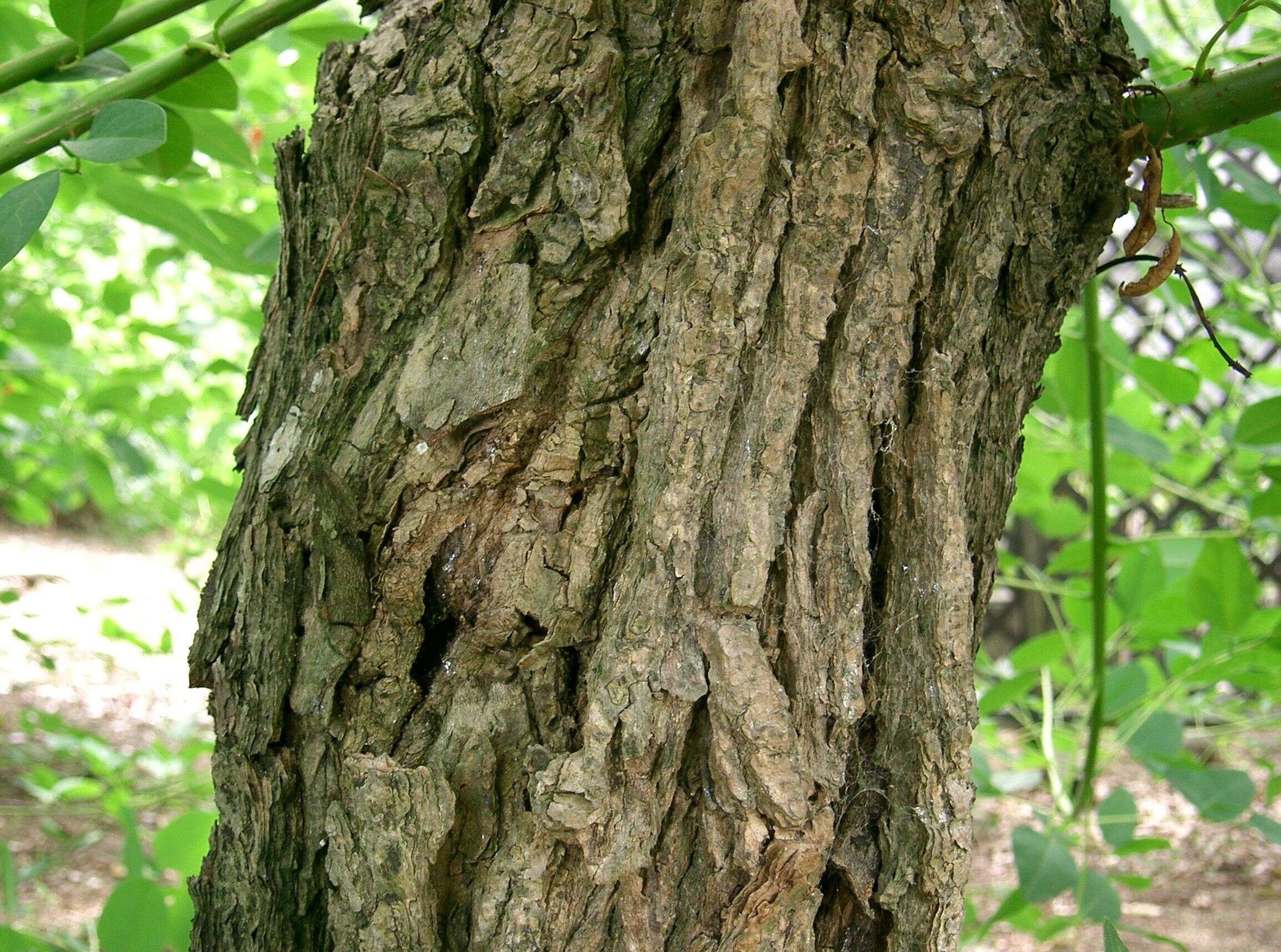 Image of crybabytree