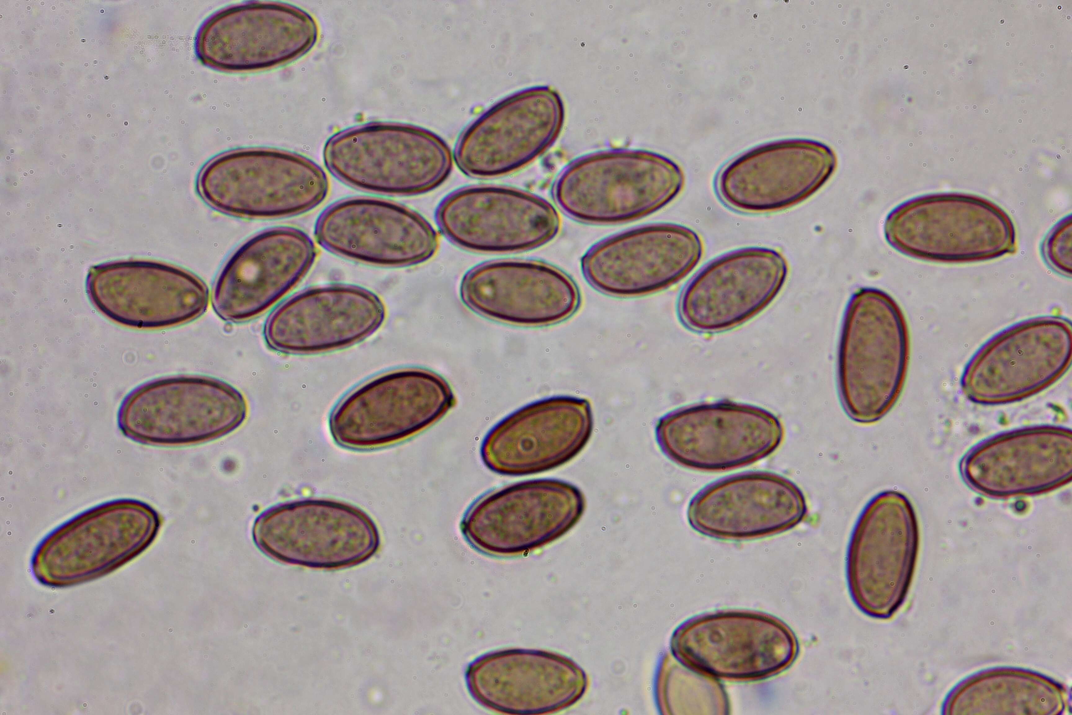 Image de Leratiomyces ceres (Cooke & Massee) Spooner & Bridge 2008