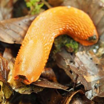 Image of red slug