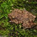 Image of Ferguson's Tree Frog