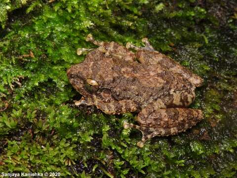 Слика од Pseudophilautus fergusonianus (Ahl 1927)