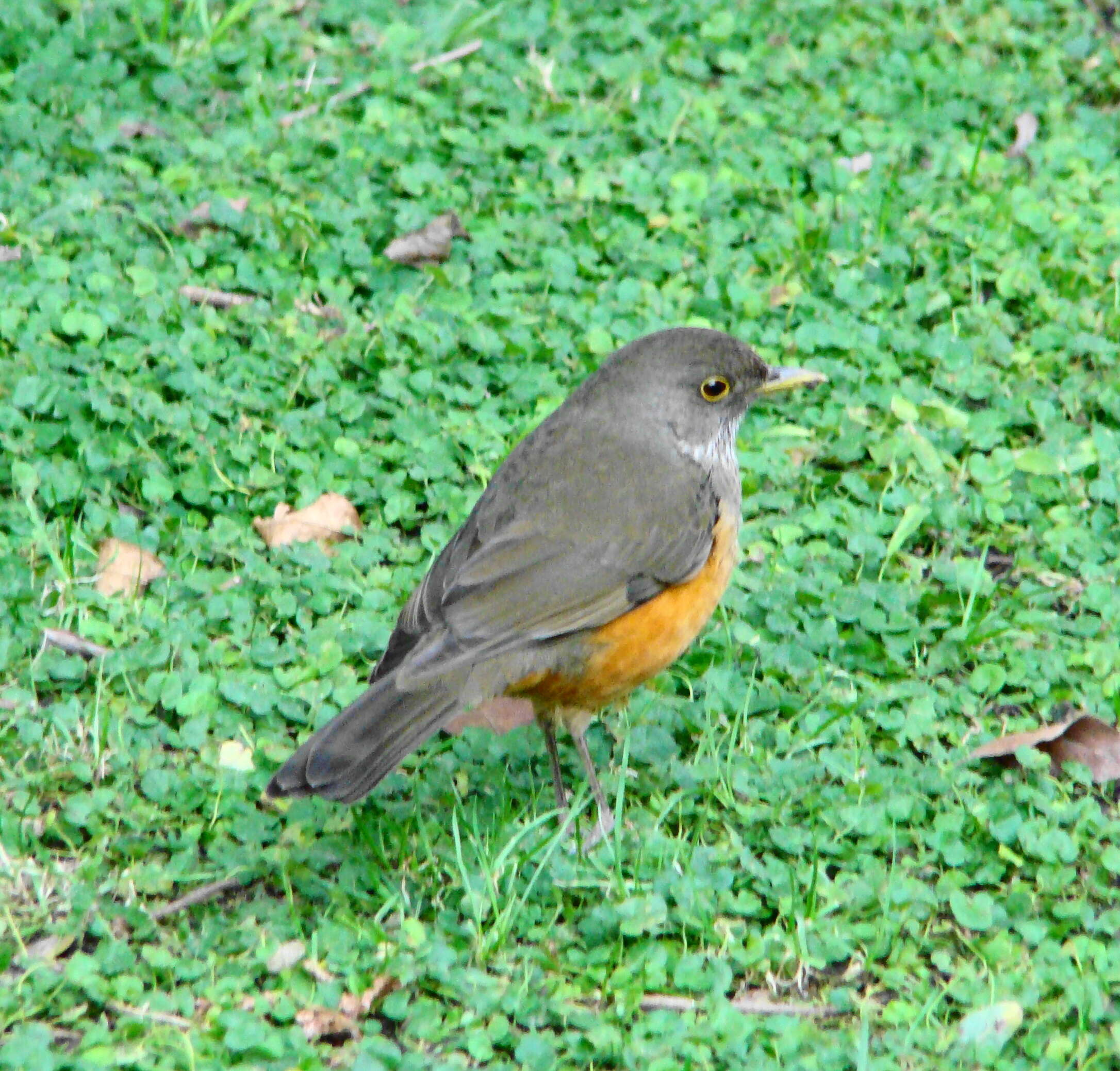 Image of Rufous-bellied Thrush