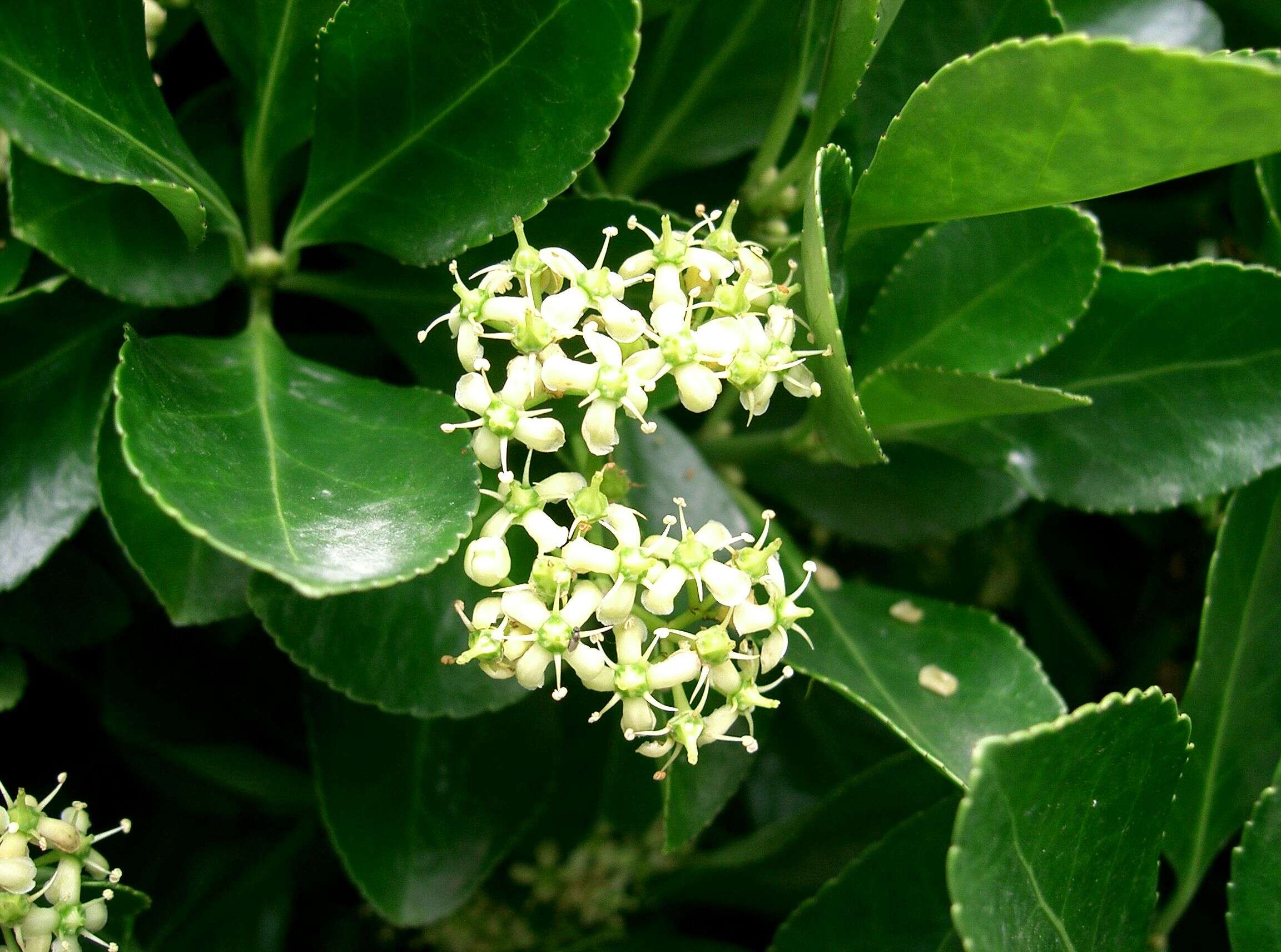 Plancia ëd Euonymus japonicus Thunb.