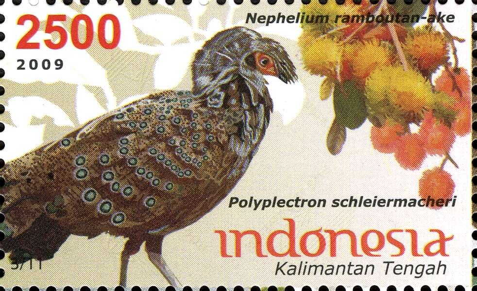 Image of Bornean Peacock-Pheasant