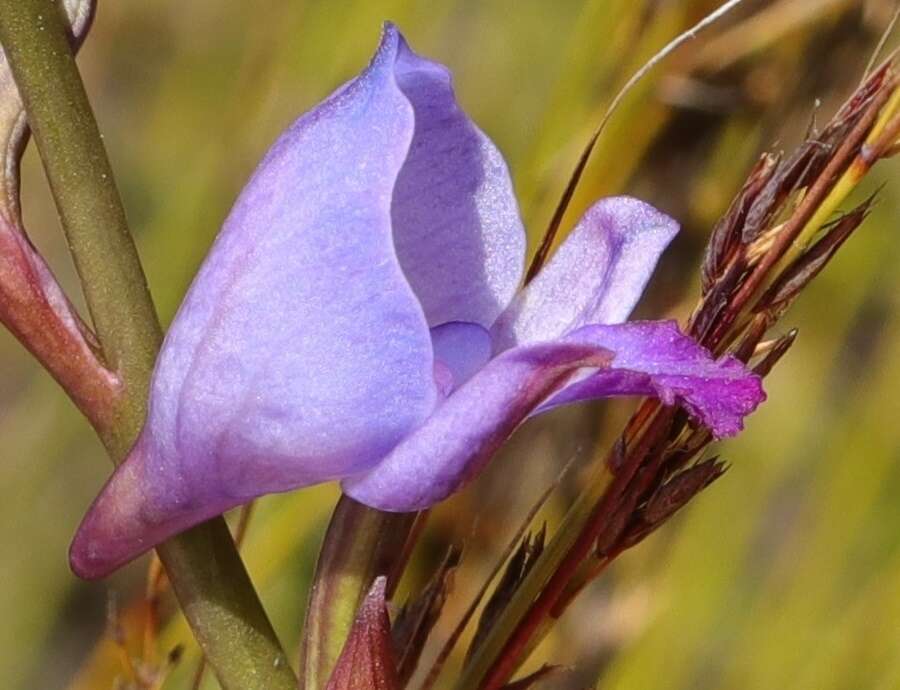 Image of Disa hians (L. fil.) Spreng.