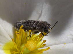 Image of Acmaeoderella adspersula (Illiger 1803)