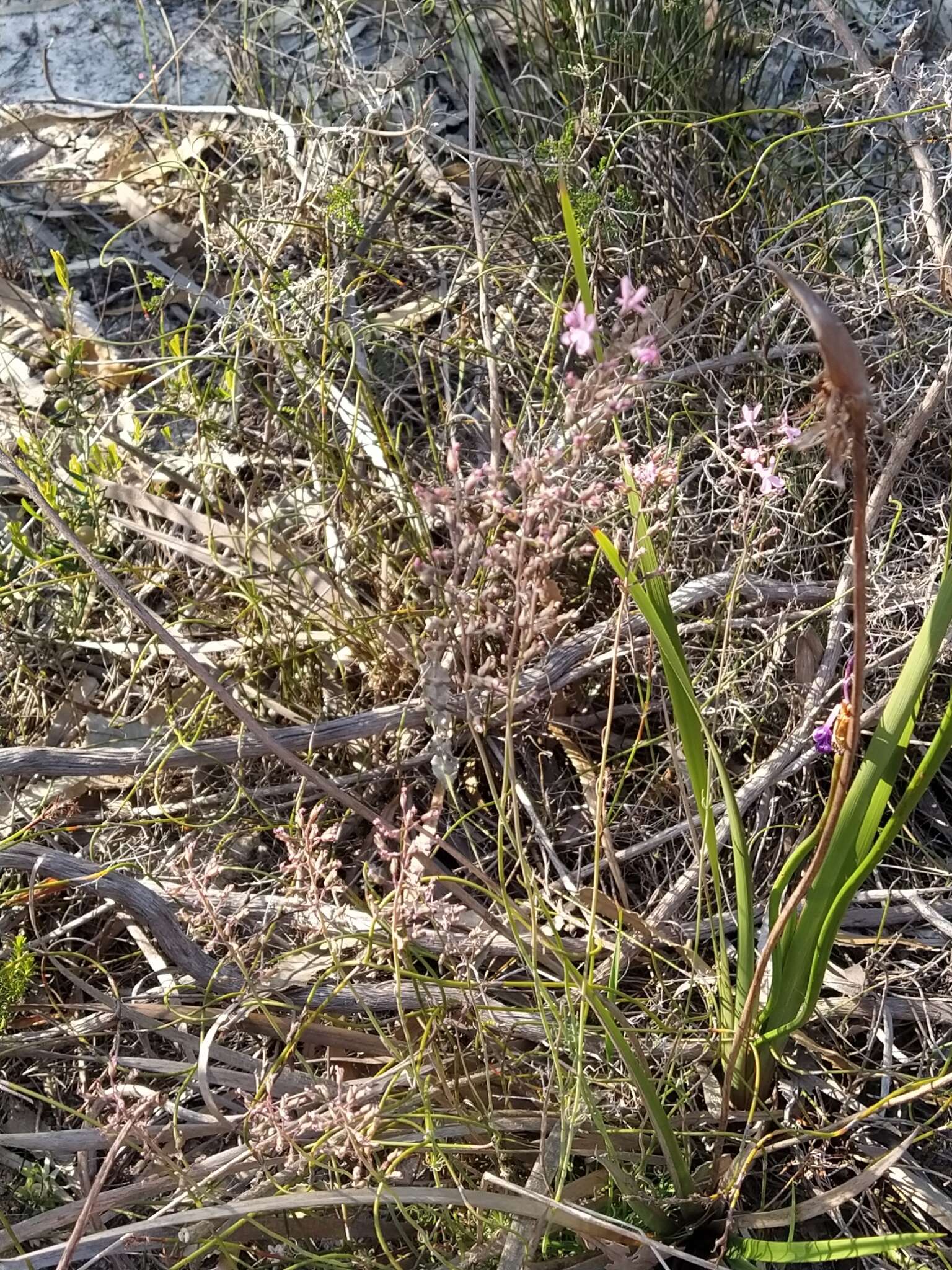 Image of Stylidium brunonianum Benth.