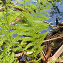 Image of Thelypteris palustris subsp. palustris