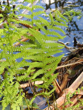 Image of Thelypteris palustris subsp. palustris