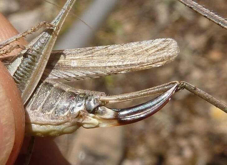 Plancia ëd Platycleis albopunctata monticola (Chopard 1924)