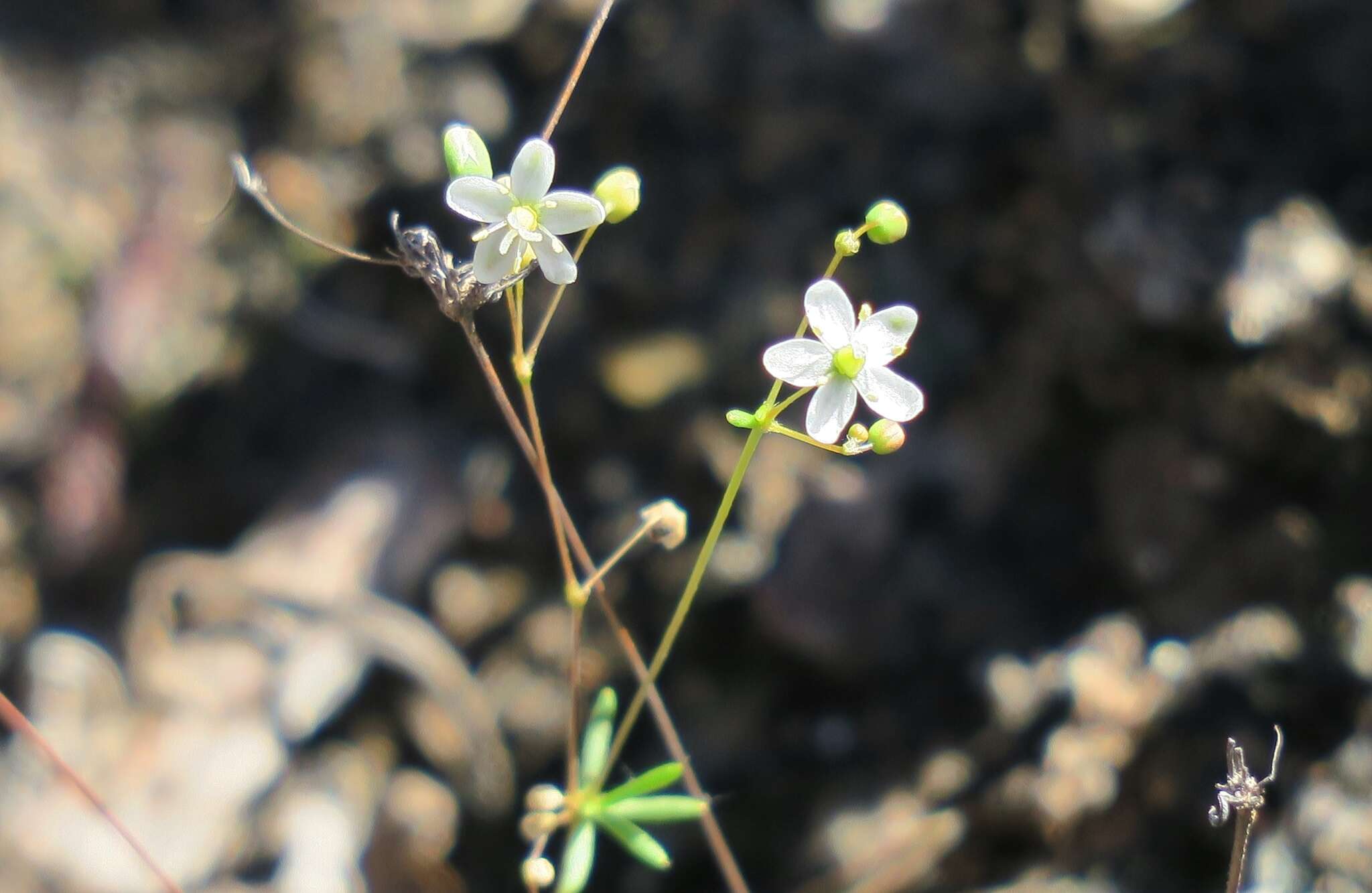 Image of Pharnaceum dichotomum L. fil.